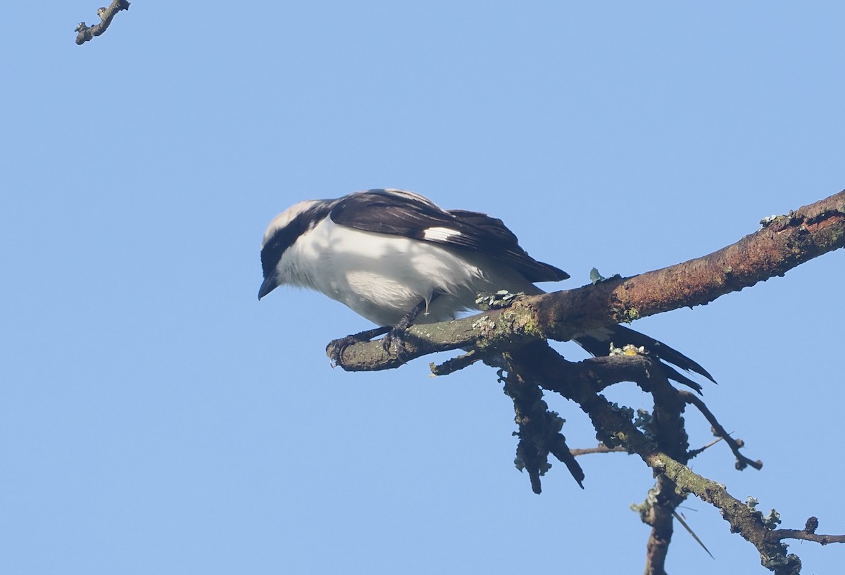 Gray-backed Fiscal - ML647305883