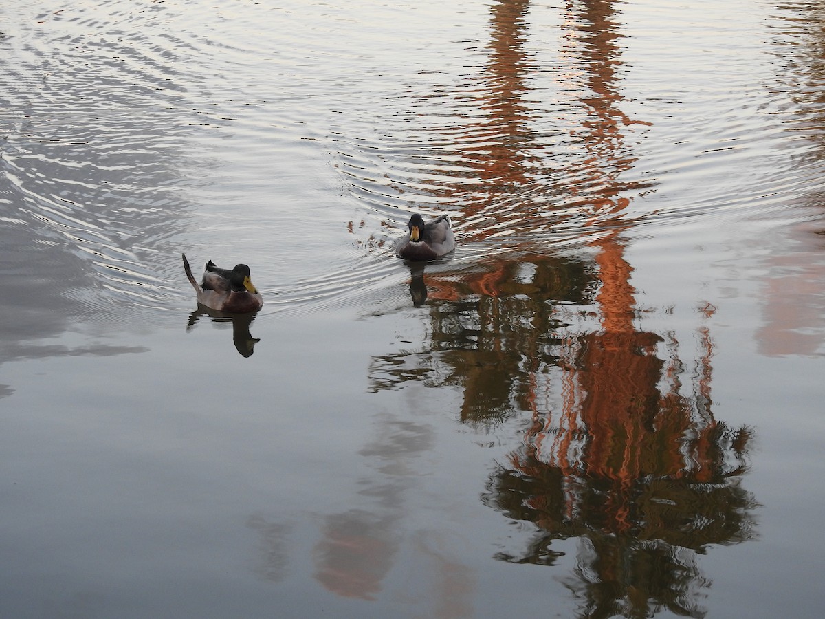 綠頭鴨 - ML647305884