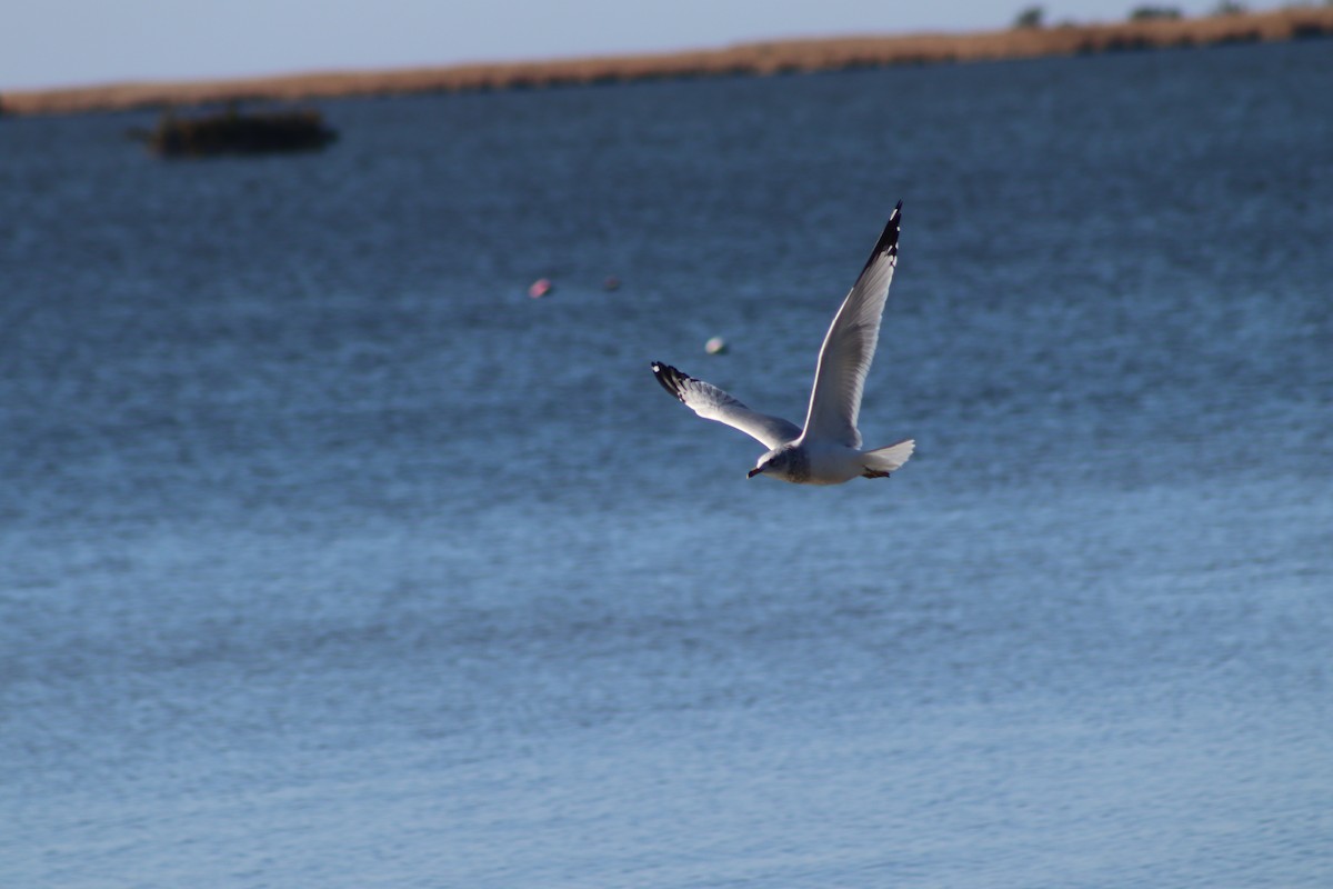 Ring-billed Gull - ML647305885