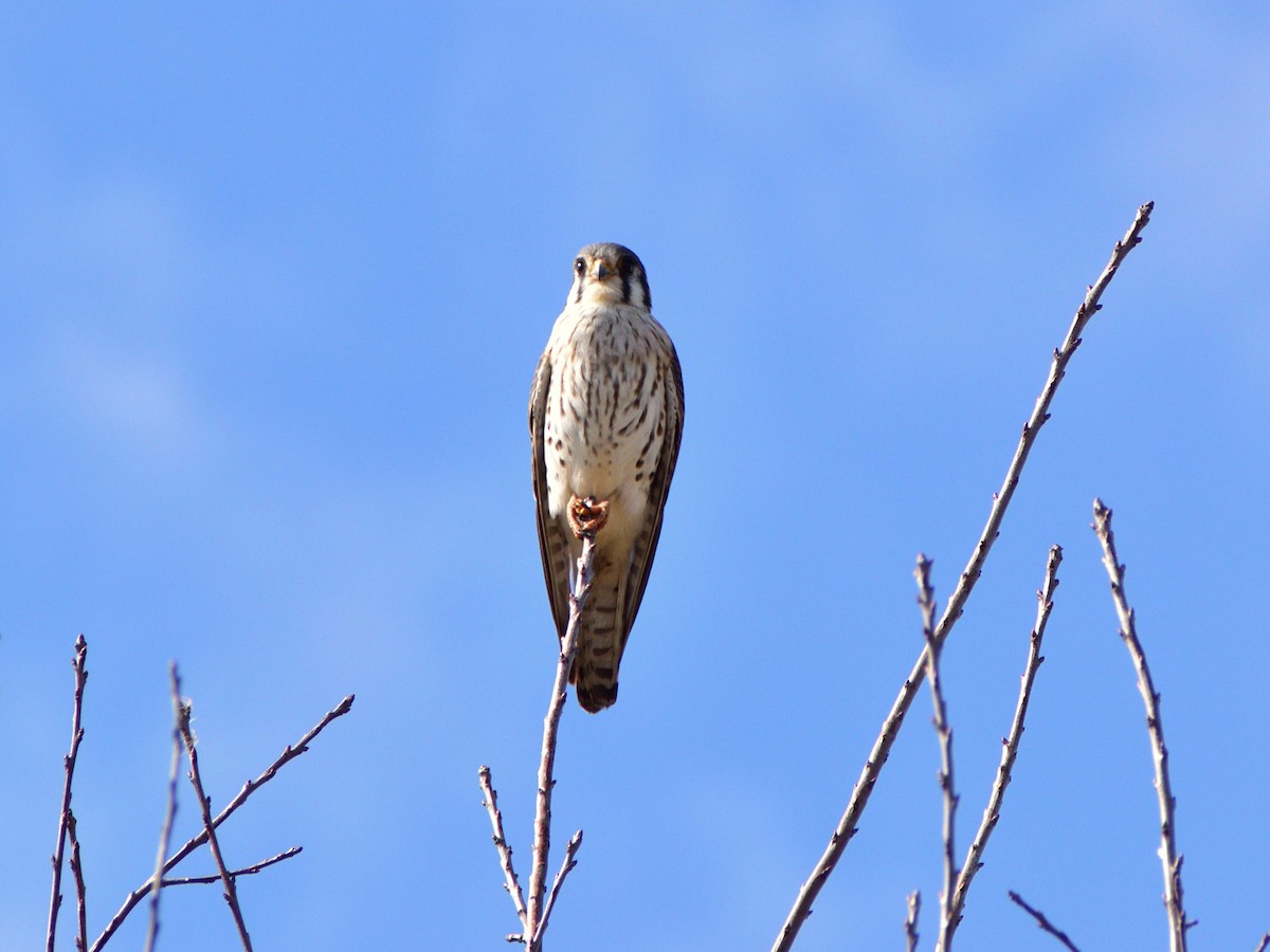 American Kestrel - ML647305886