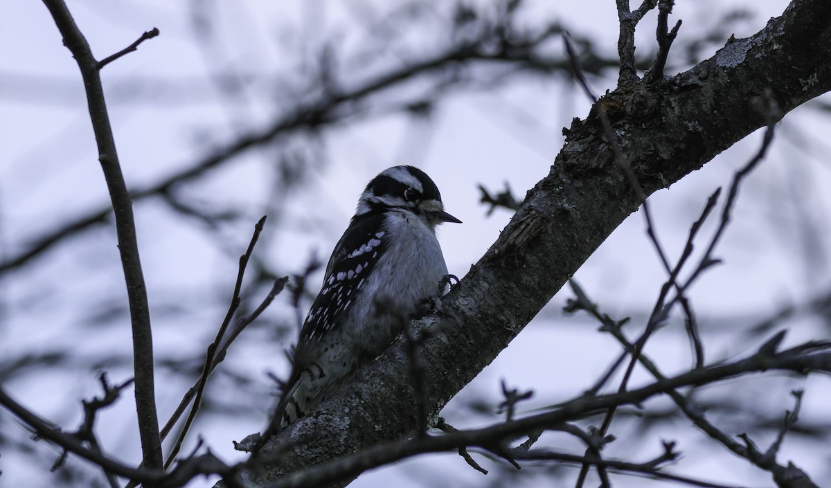 Downy Woodpecker - ML647305887