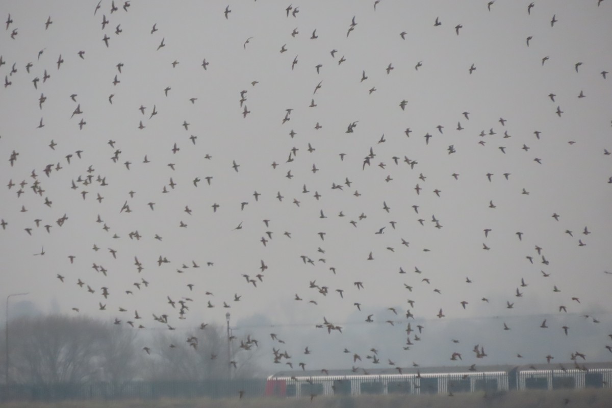 Сивка звичайна - ML647305892