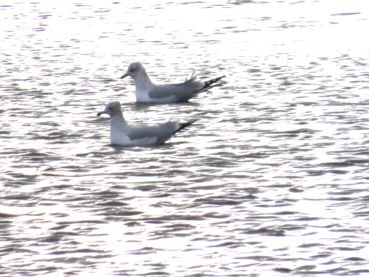 Halkalı Martı - ML647305903