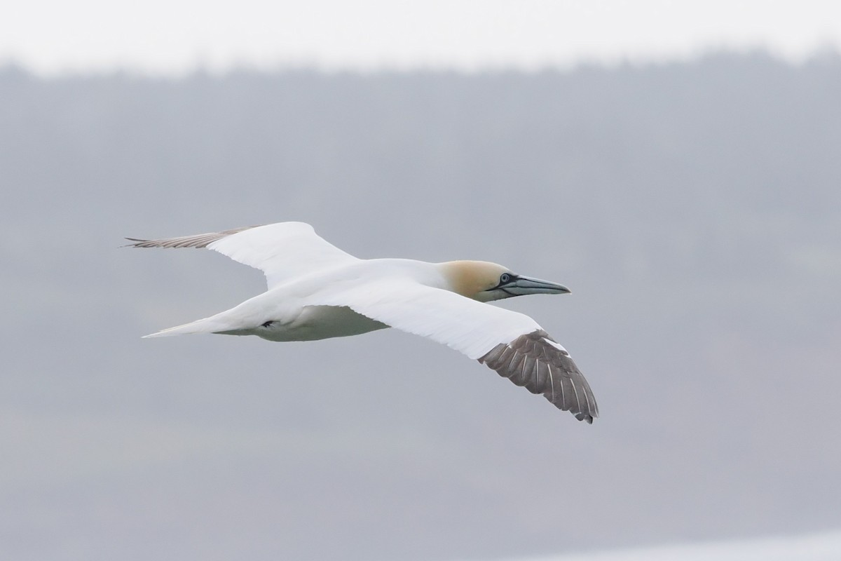 Northern Gannet - ML647305914
