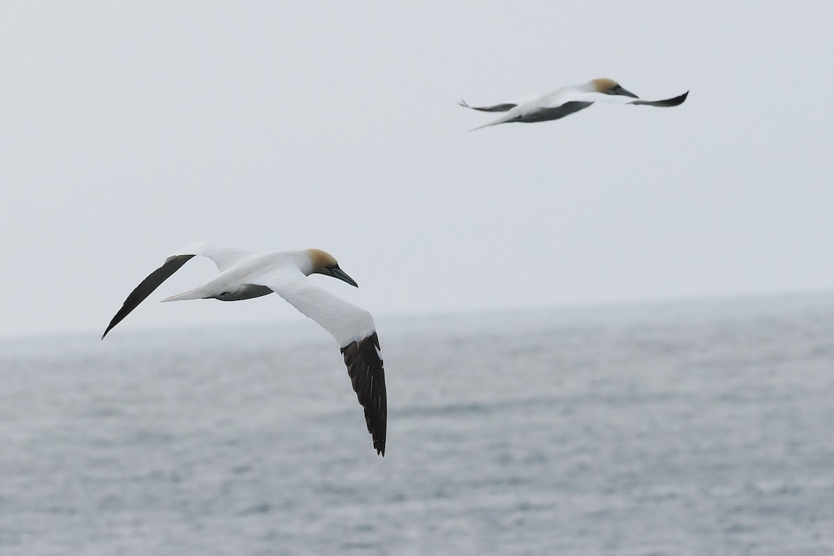 Northern Gannet - ML647305915