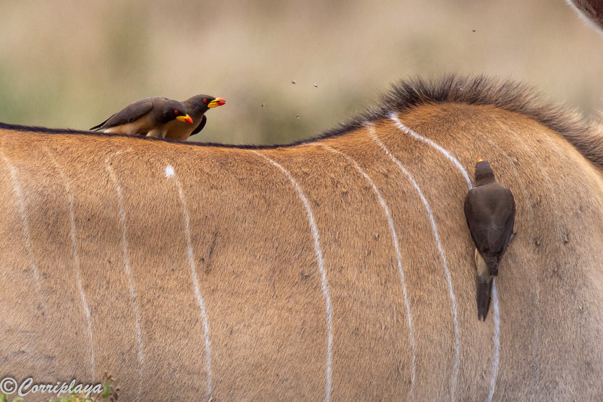 Sarı Gagalı Kenekuşu - ML647305920