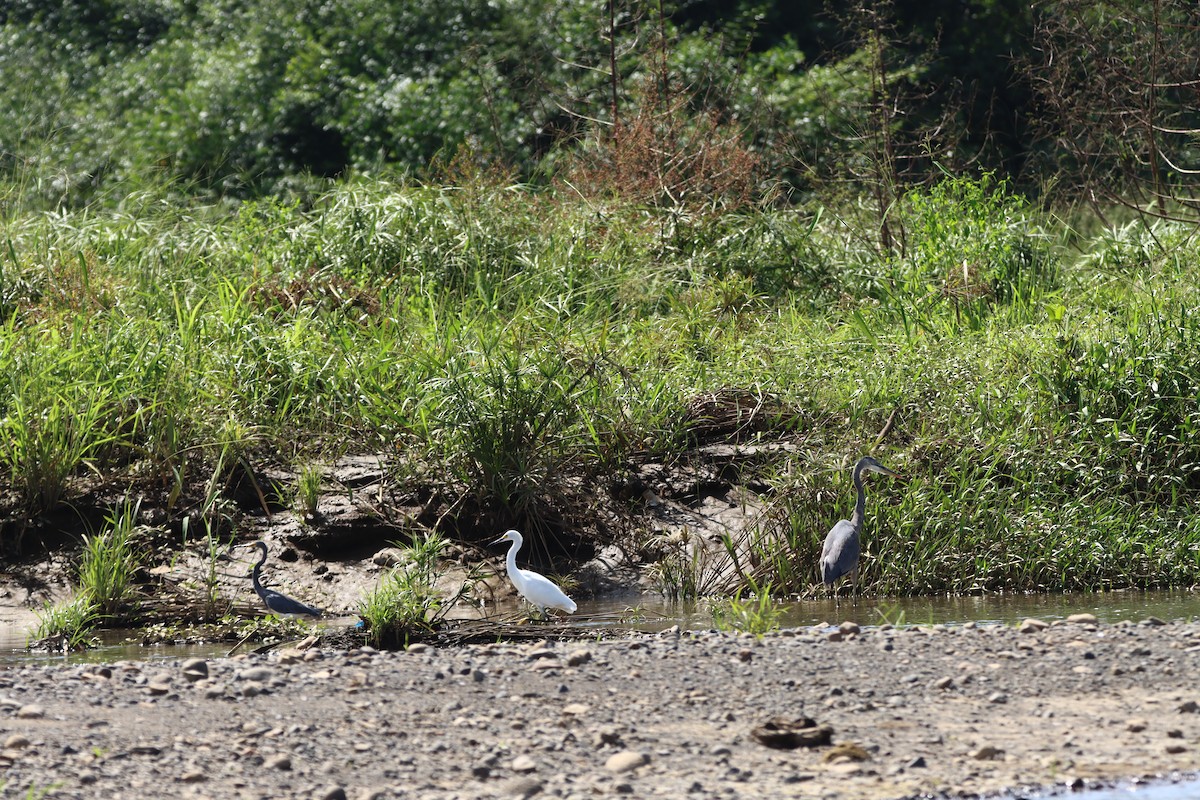 Snowy Egret - ML647305926