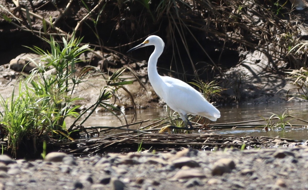 Snowy Egret - ML647305929