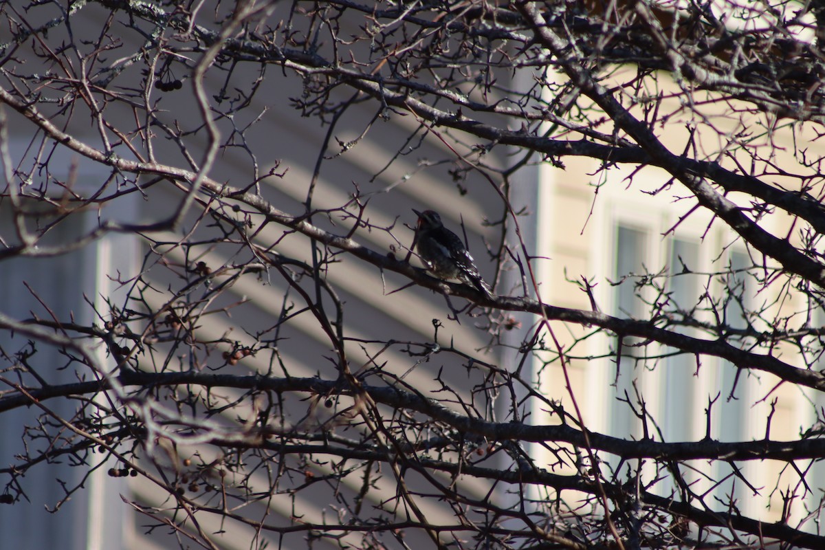 Yellow-bellied Sapsucker - ML647305936