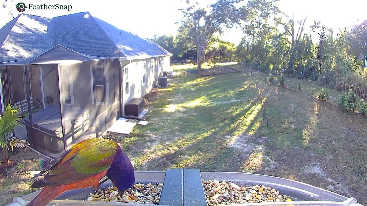 Painted Bunting - ML647305962