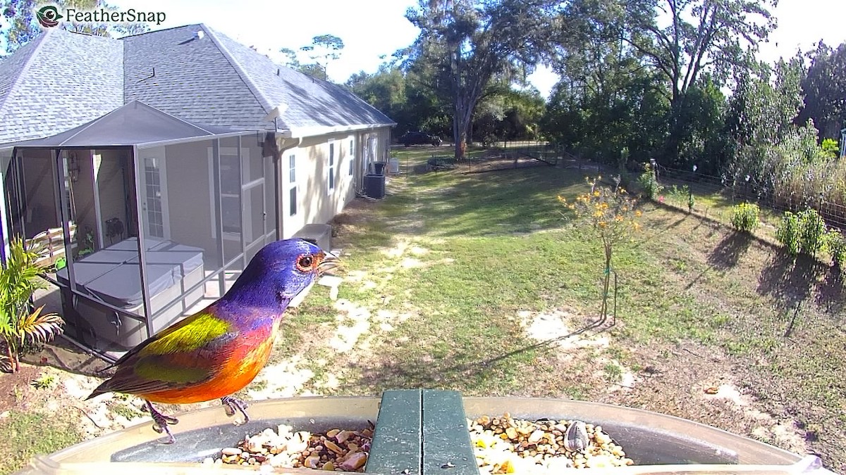 Painted Bunting - ML647305965