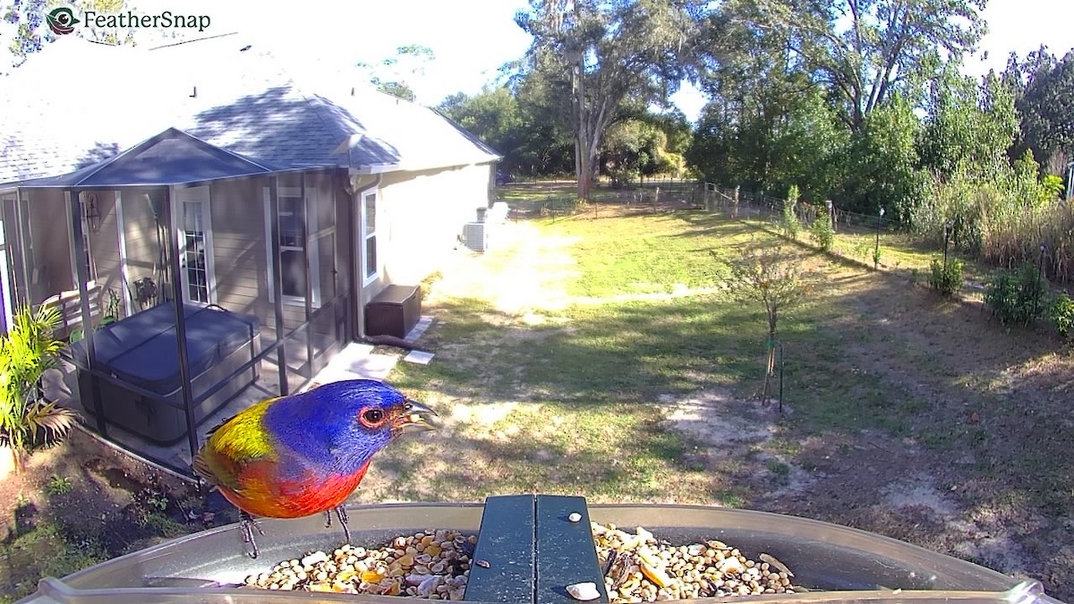 Painted Bunting - ML647305966