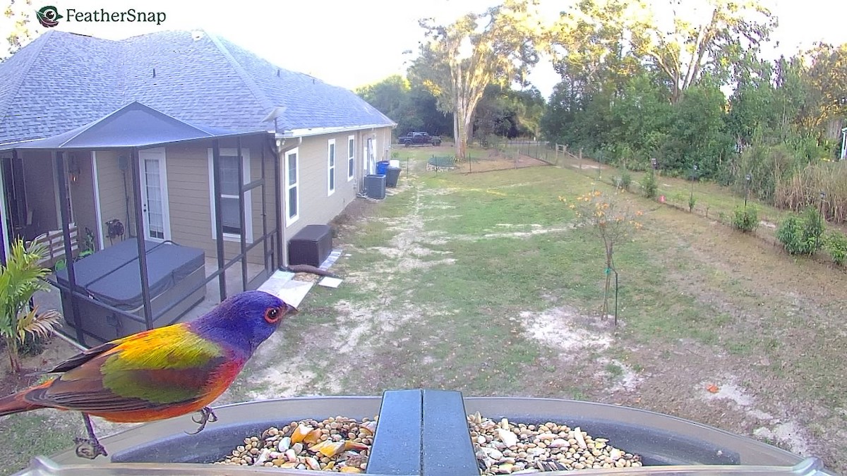 Painted Bunting - ML647305967