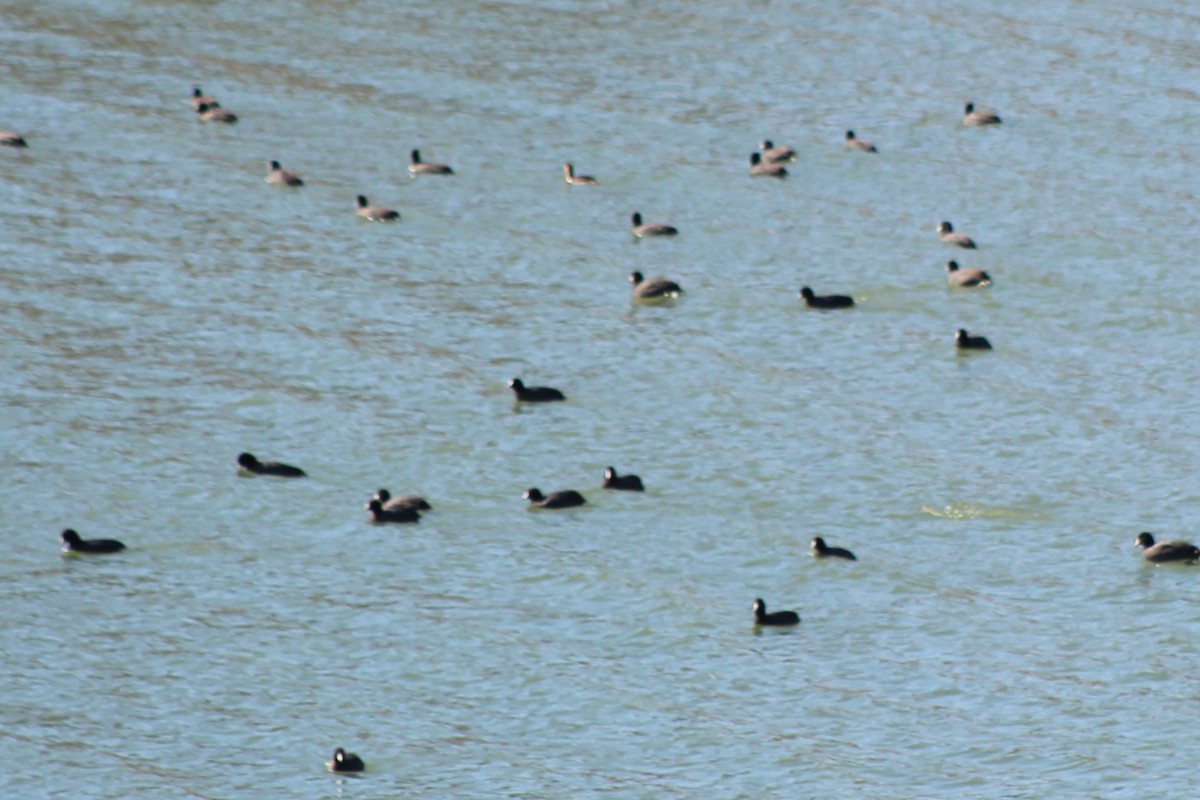 Foulque d'Amérique - ML647305974