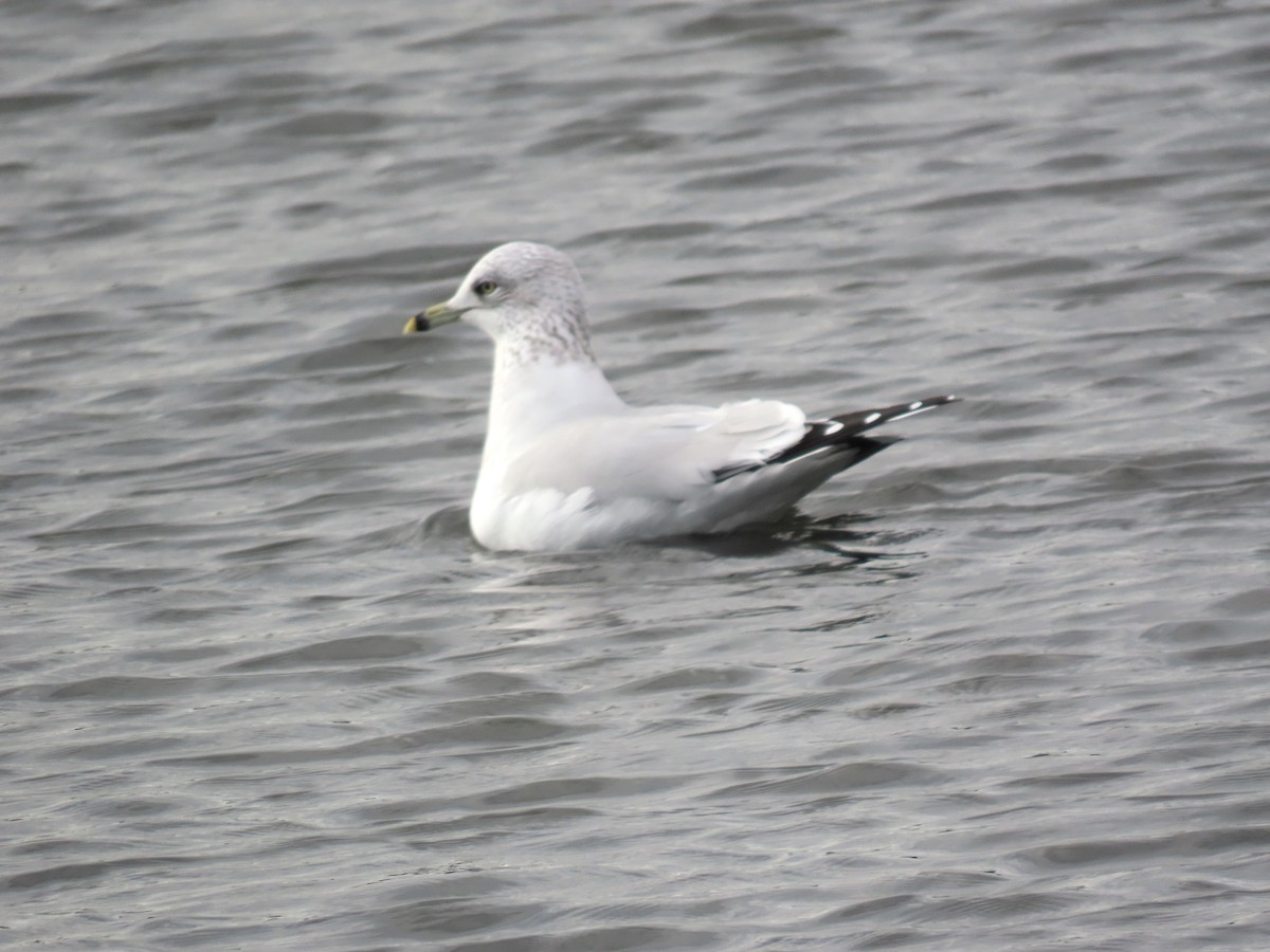 Halkalı Martı - ML647305986