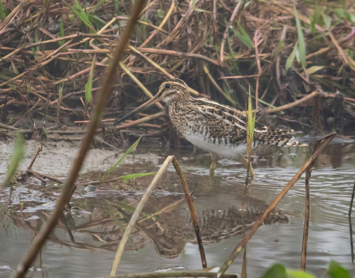 Баранець звичайний - ML647305996