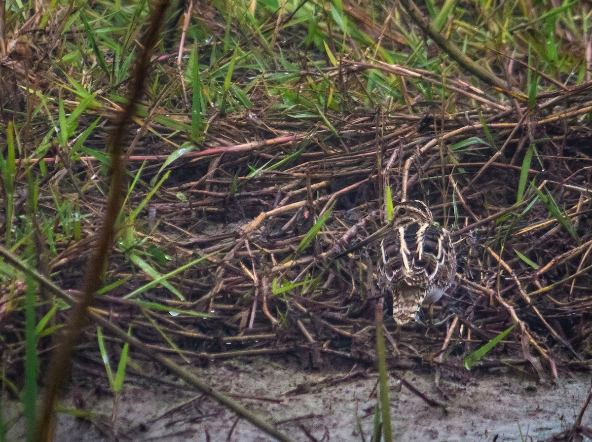 Баранець звичайний - ML647305997
