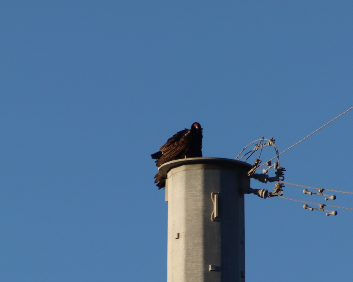 Turkey Vulture - ML647306000