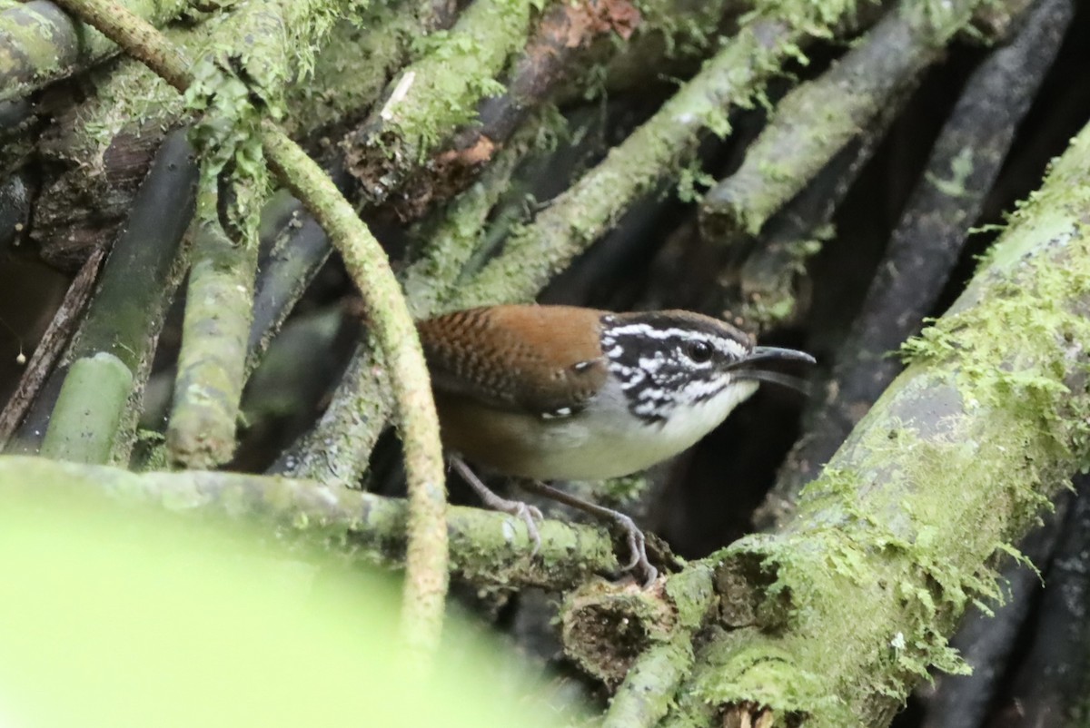 Тріщук біловолий - ML647306003