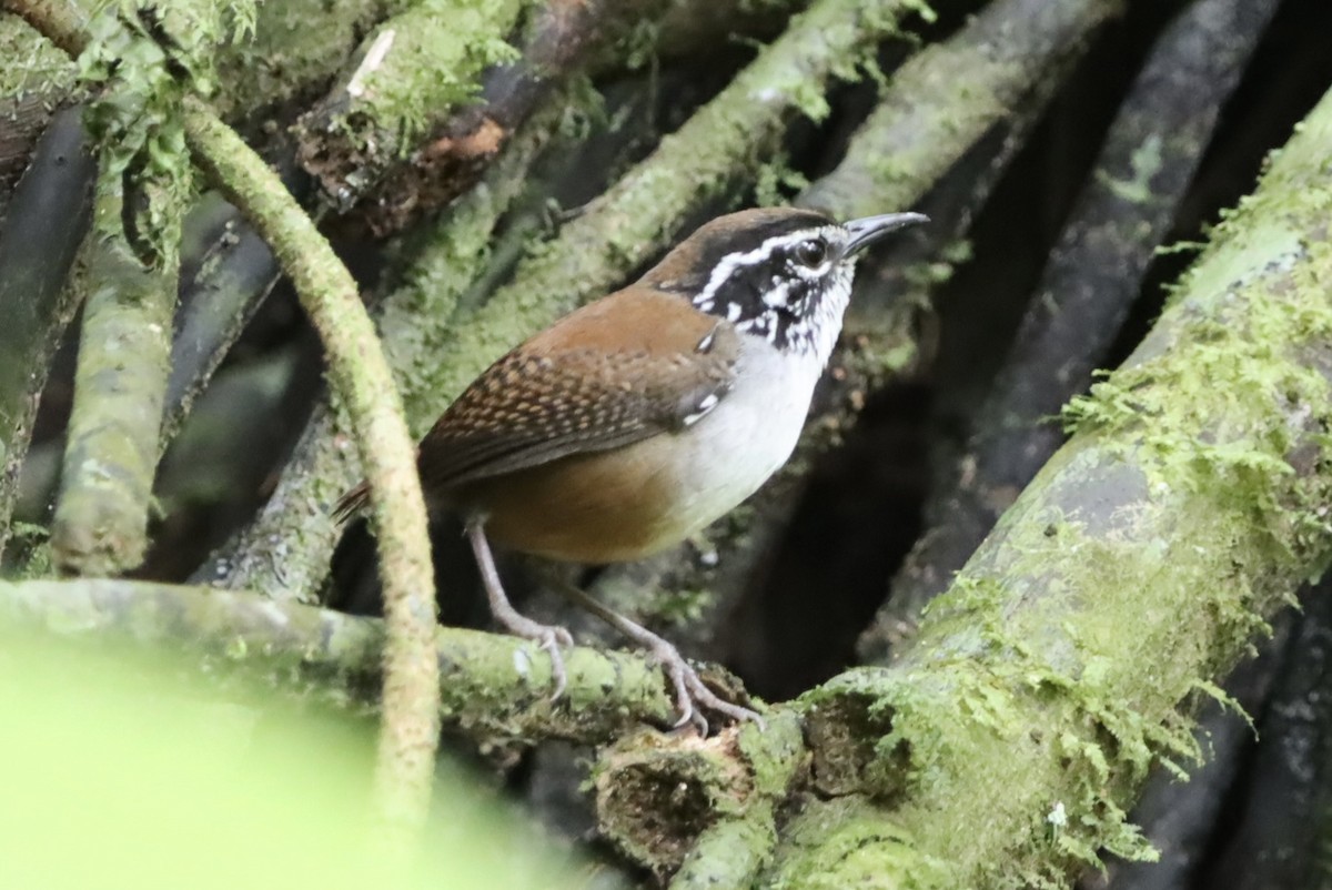 Тріщук біловолий - ML647306004