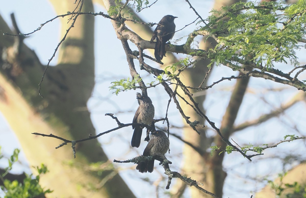 Кратеропа бура - ML647306005