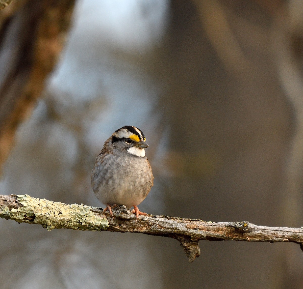 Бруант білогорлий - ML647306007
