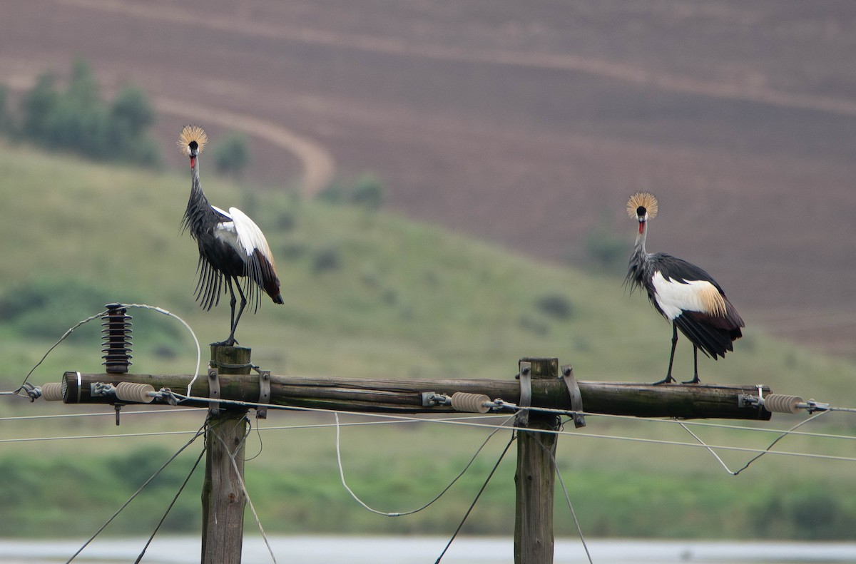 Вінценос південний - ML647306010