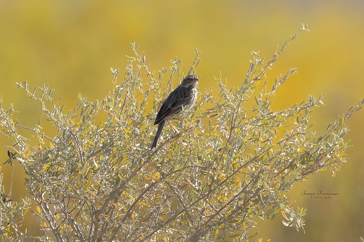 Бруант білобровий - ML647306011