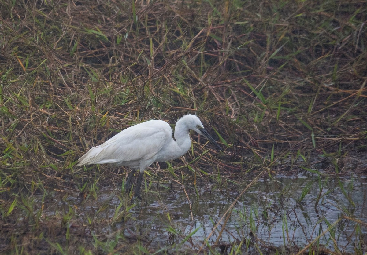 Чепура мала - ML647306012