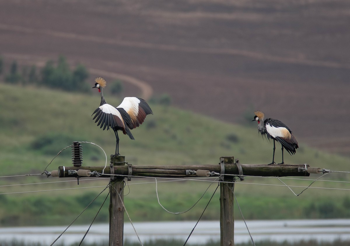 Вінценос південний - ML647306013