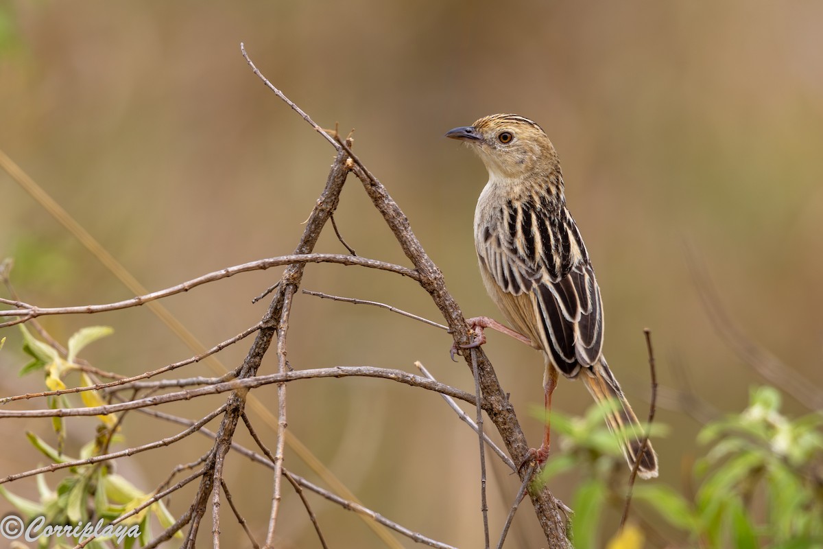 Таміка строката - ML647306014