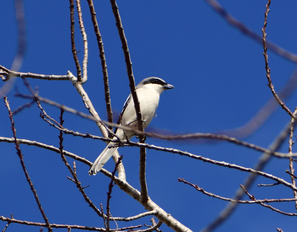 Сорокопуд американський - ML647306016