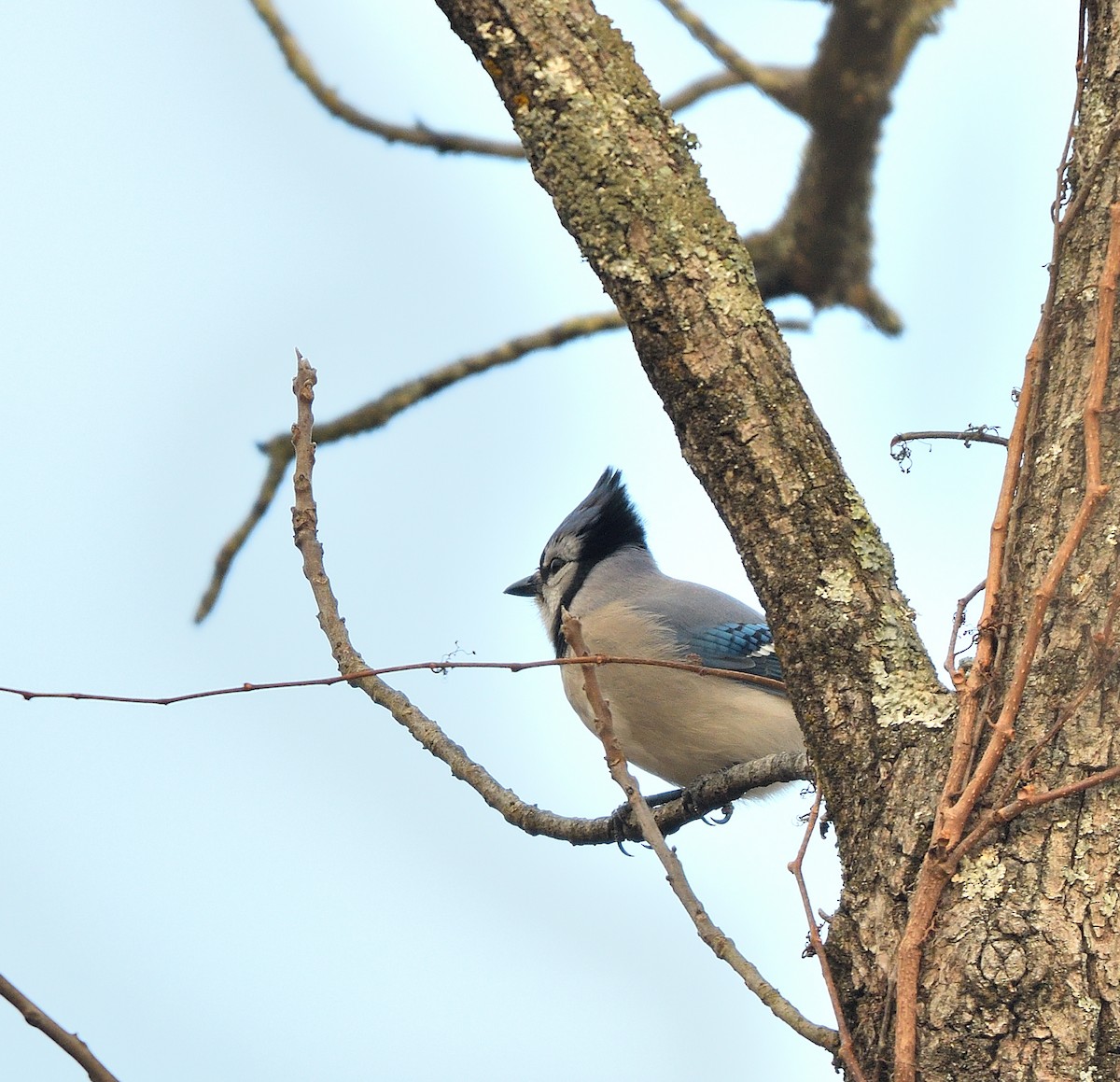 Сизойка блакитна - ML647306018