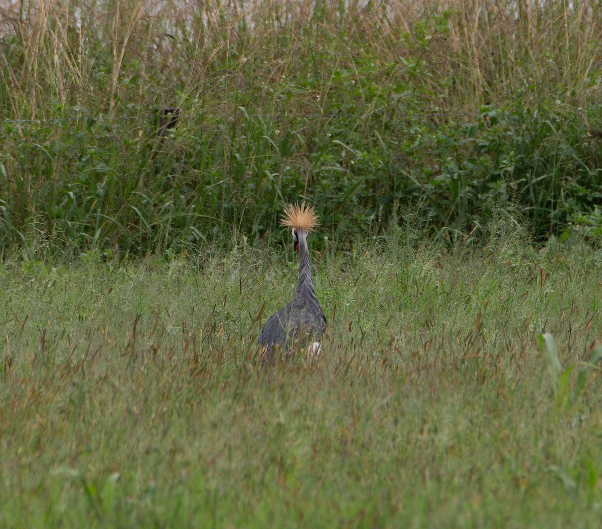 Вінценос південний - ML647306022