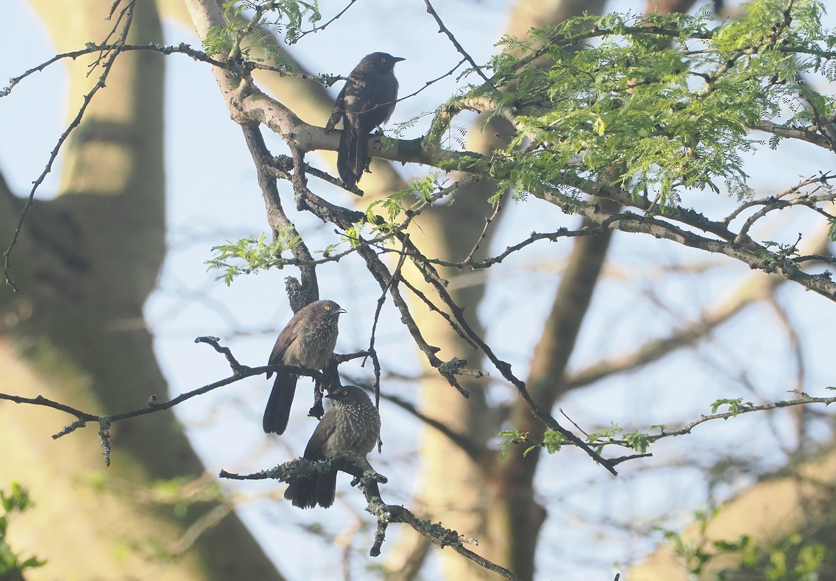 Кратеропа бура - ML647306023