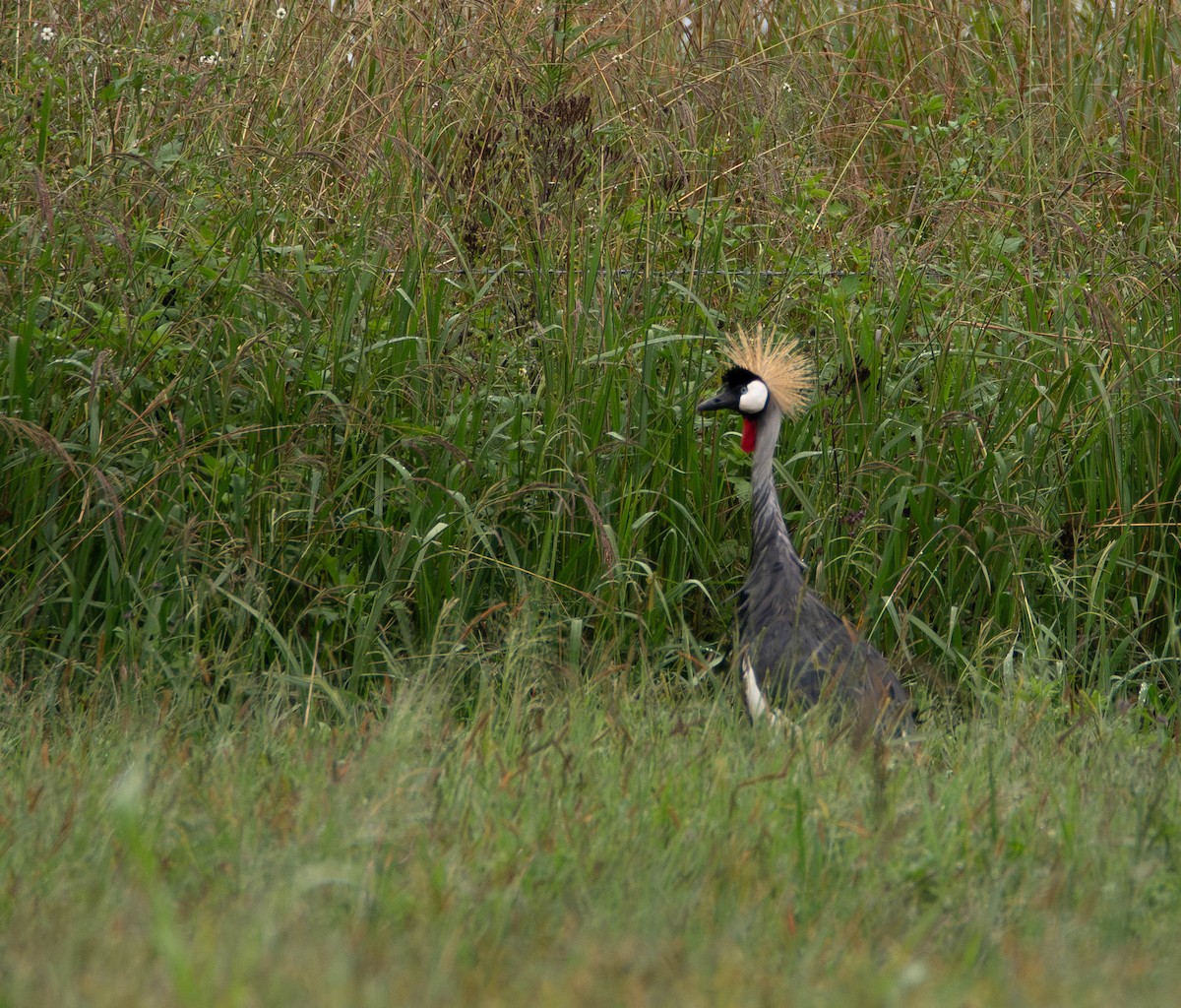 Вінценос південний - ML647306025