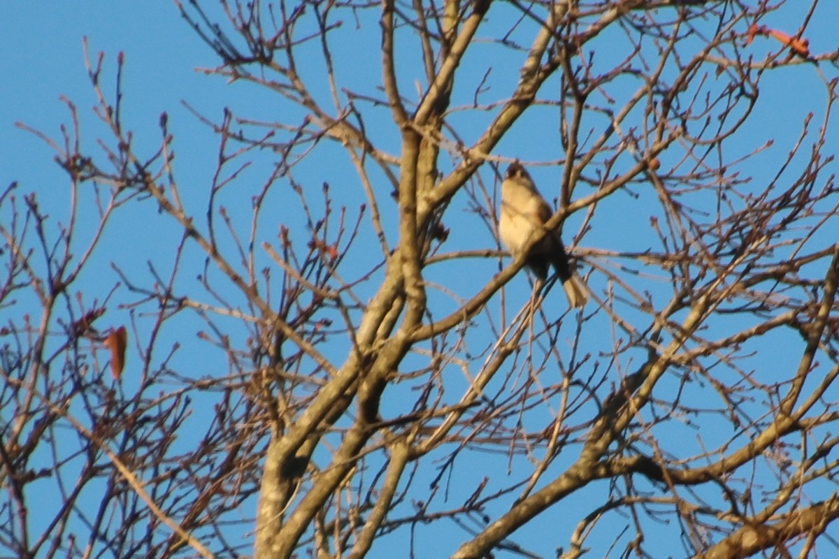 Синиця гострочуба - ML647306026