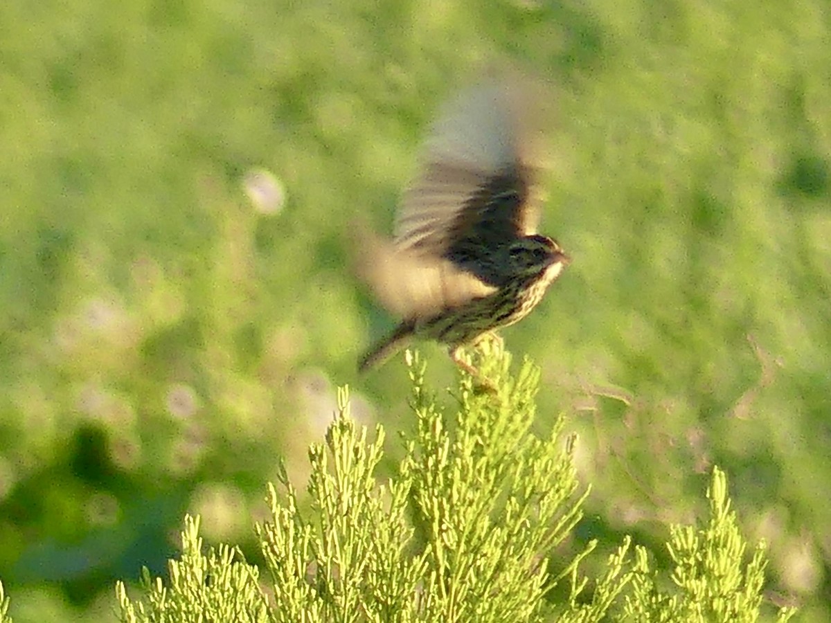 Пасовник савановий - ML647306028