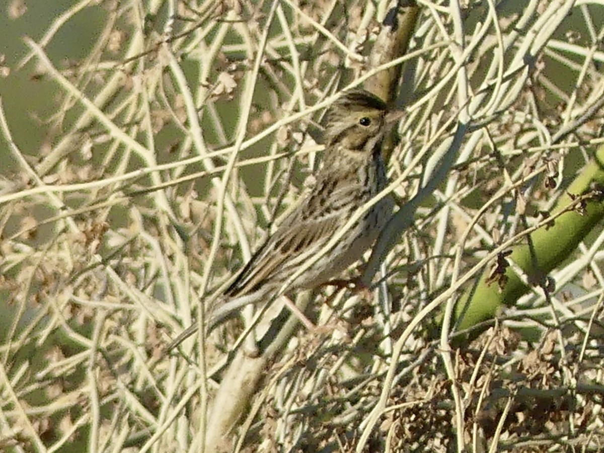 Пасовник савановий - ML647306029