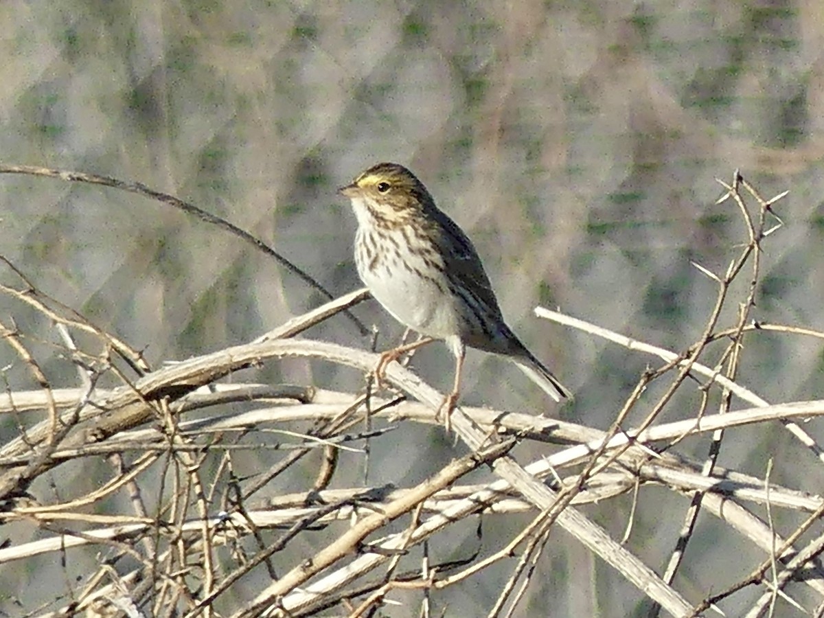 Пасовник савановий - ML647306030