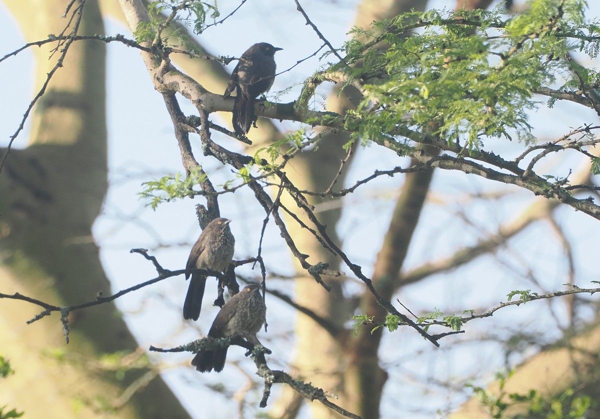 Кратеропа бура - ML647306031