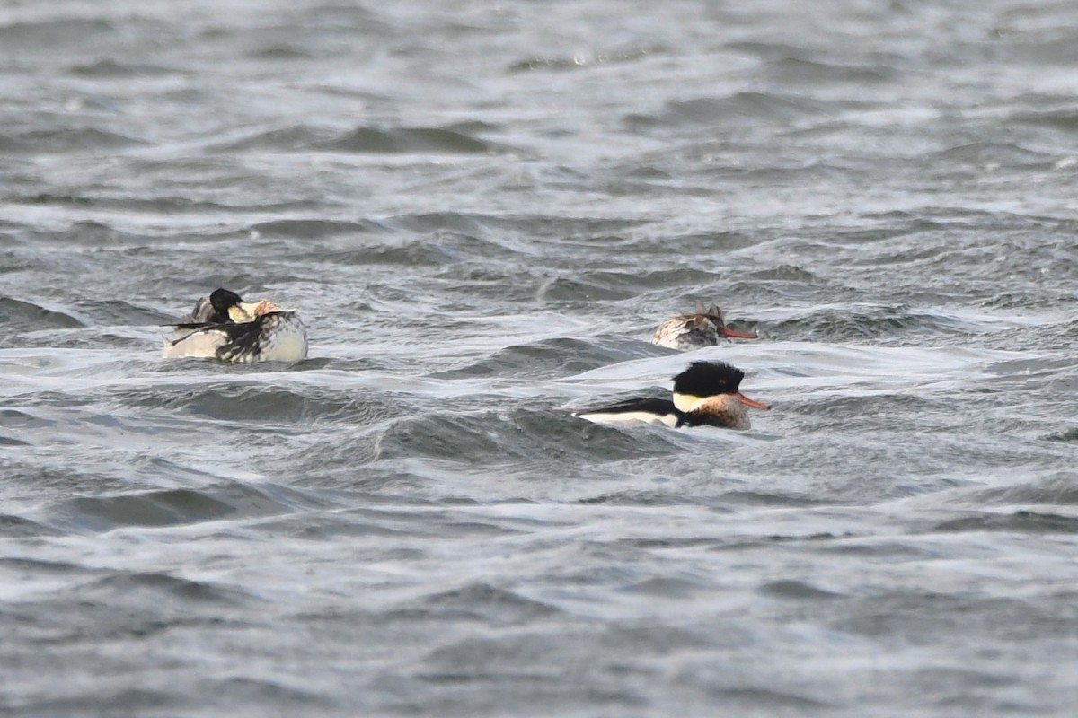 מרגון בינוני - ML647306035