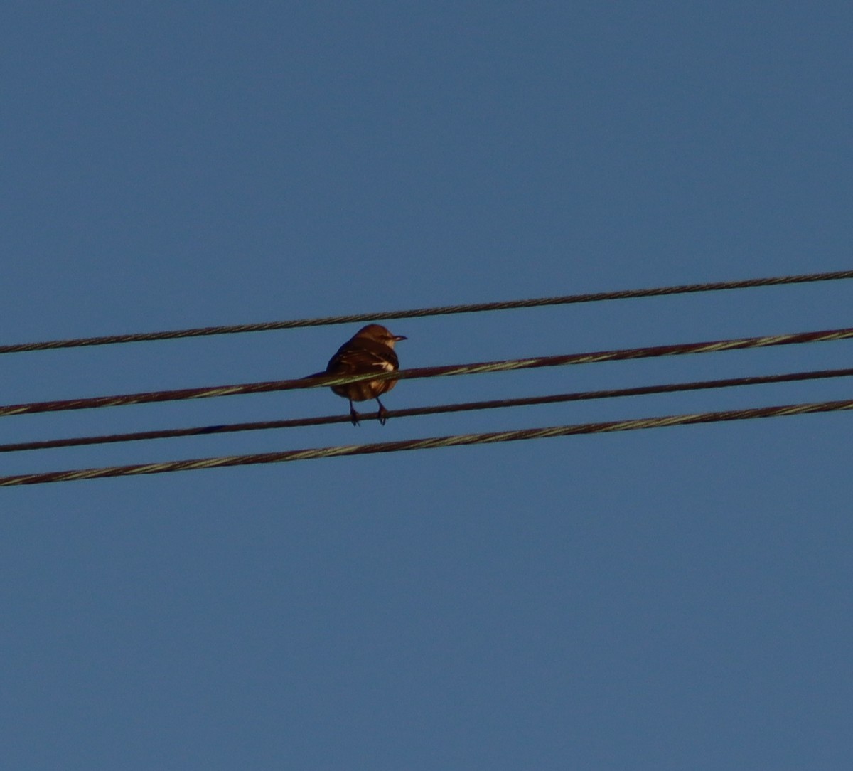 Northern Mockingbird - ML647306036