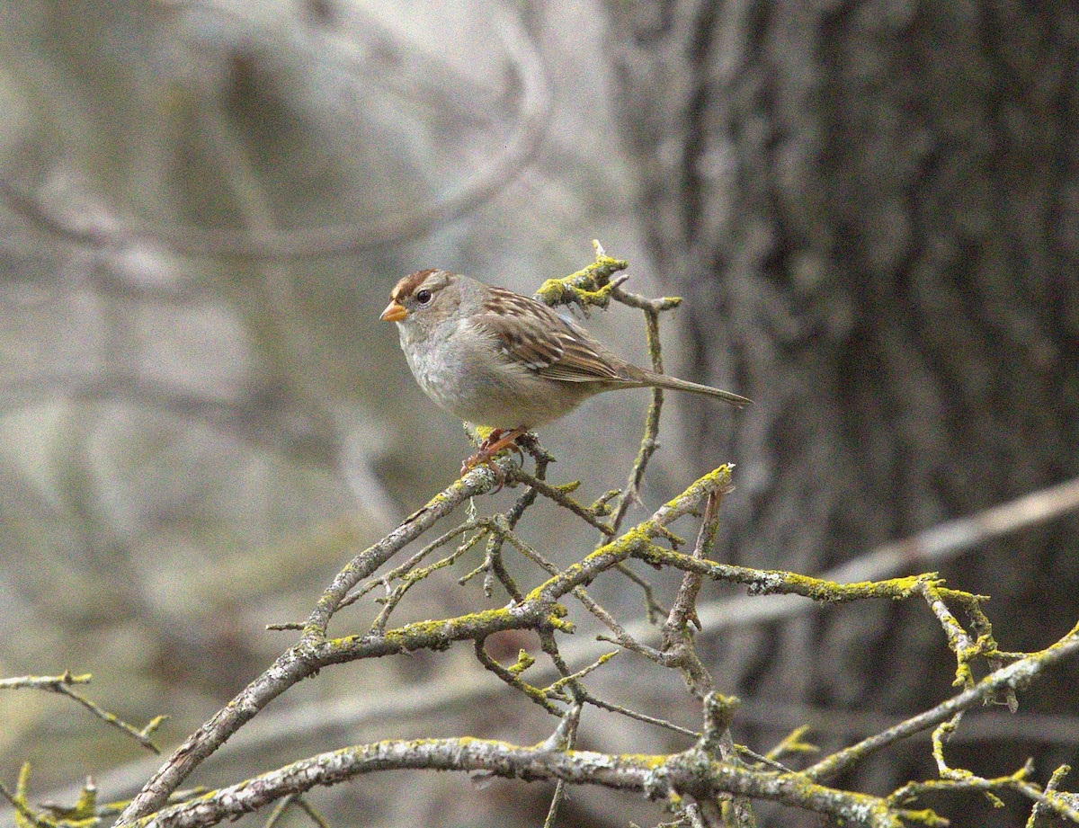 White-crowned Sparrow - ML647306038