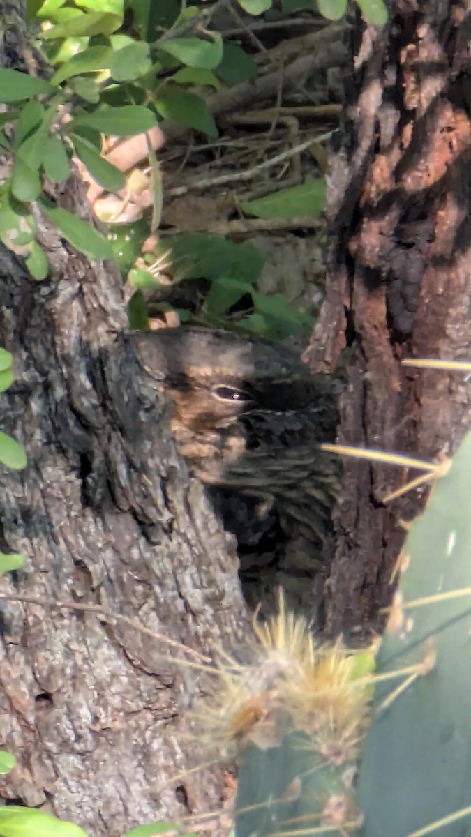 pauraquenattravn - ML647306039