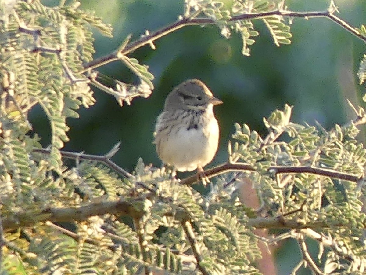 Lincoln's Sparrow - ML647306051