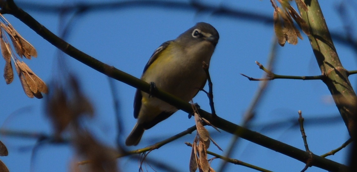 Blue-headed Vireo - ML647306058