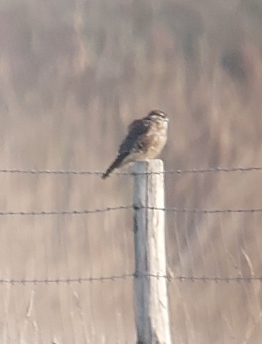 Boz Doğan - ML647306061