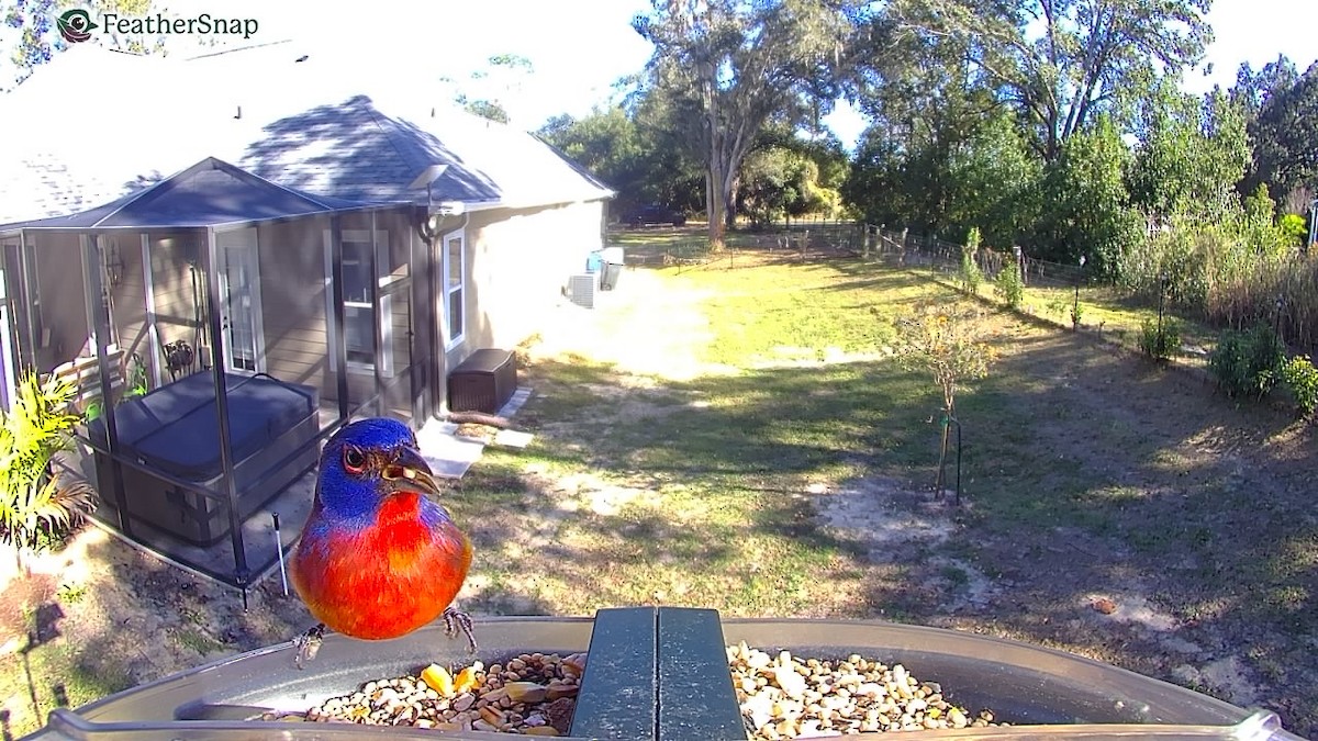 Painted Bunting - ML647306069