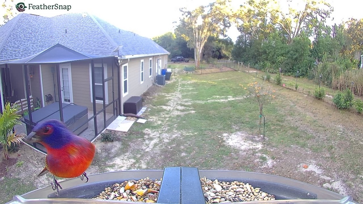 Painted Bunting - ML647306070